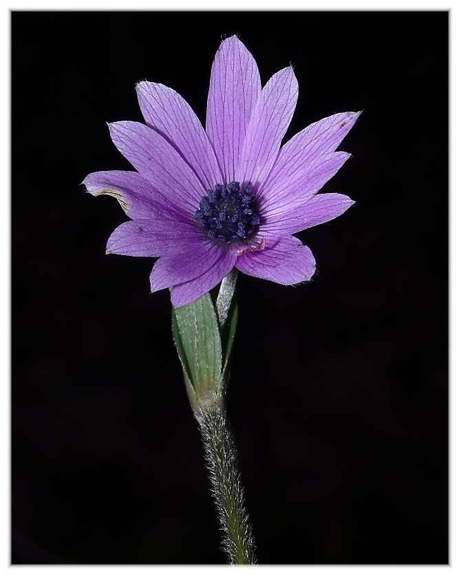 E'' arrivata  primavera.-Crocus biflorus e  Anemone hortensis